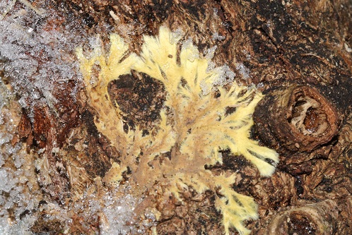 Phlebiella sulphurea